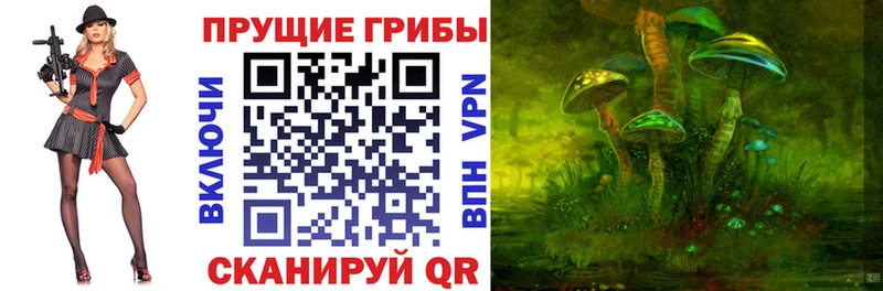 как найти закладки Хадыженск Псилоцибиновые грибы Cubensis